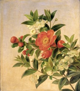 花、1835